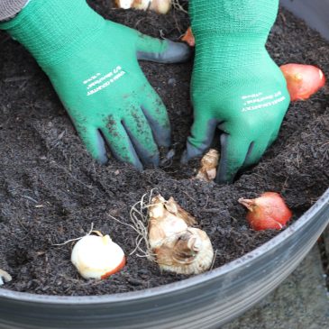 planting spring bulbs in pots, tulips, daffodils and more