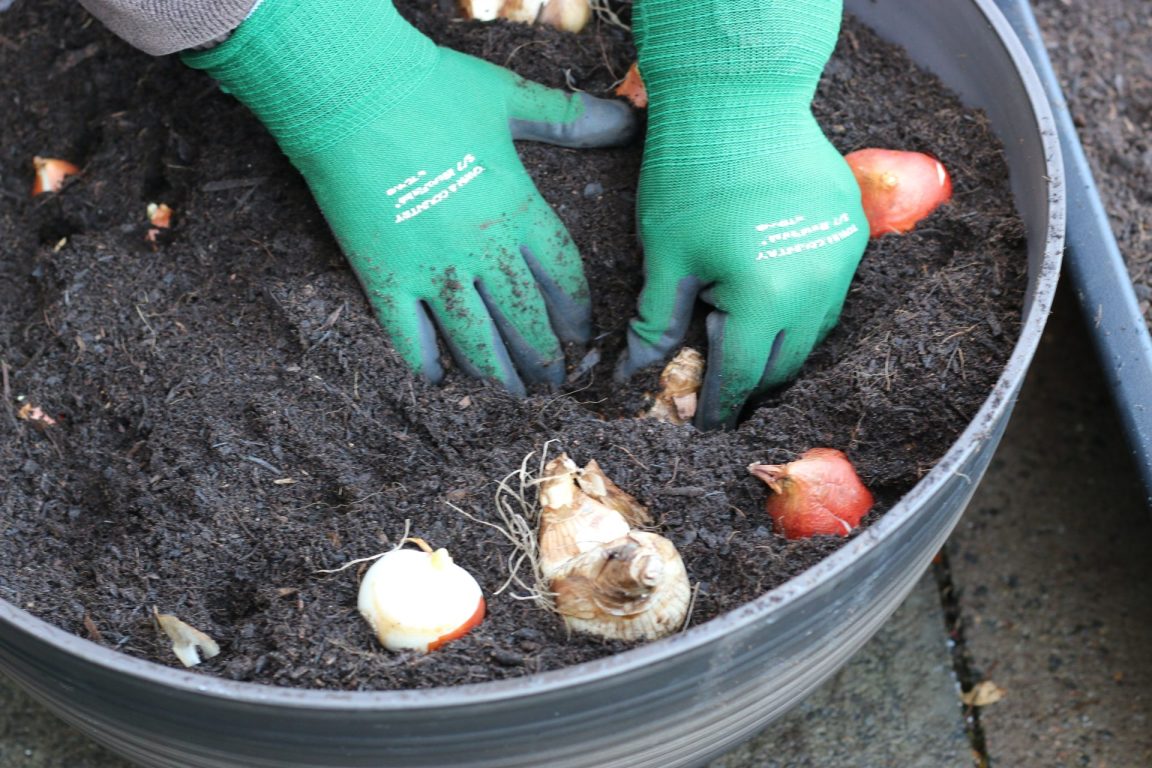 planting spring bulbs in pots, tulips, daffodils and more